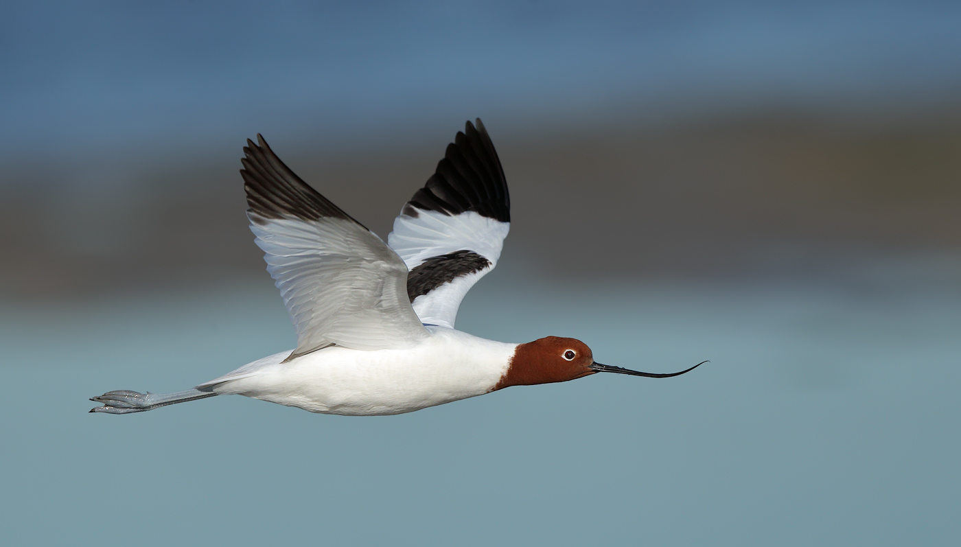 Red-necked Avocet (Image ID 21082)