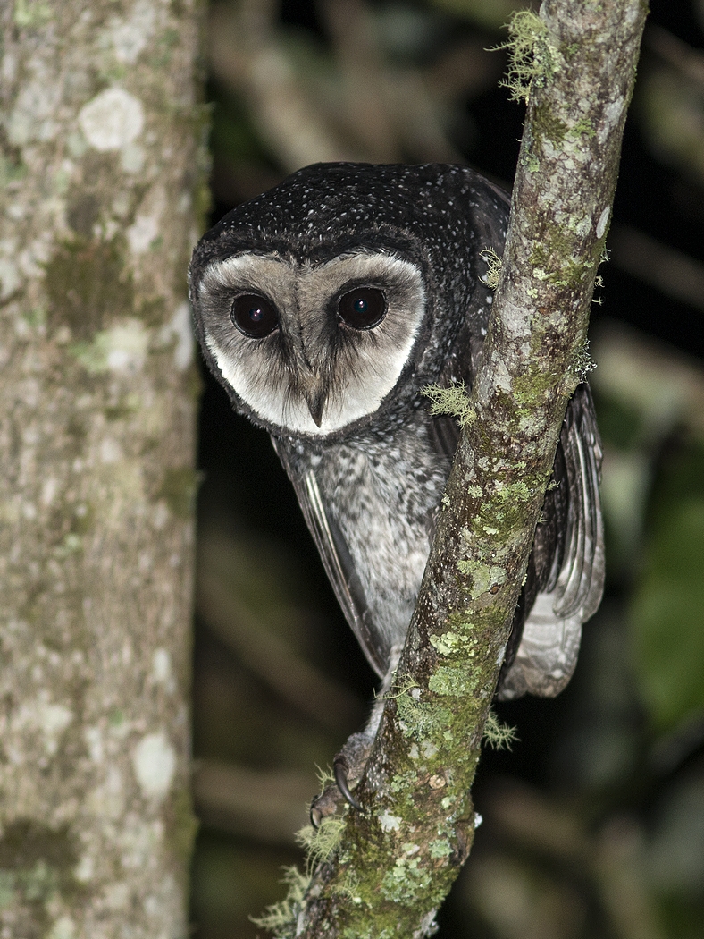 Lesser Sooty Owl (Image ID 20920)