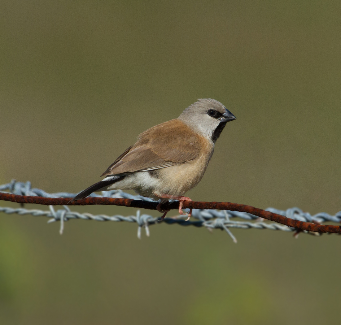 Black-throated Finch (Image ID 20952)