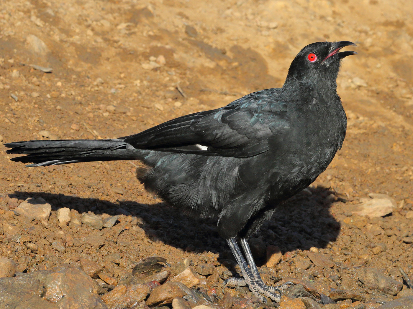 White-winged Chough (Image ID 21001)
