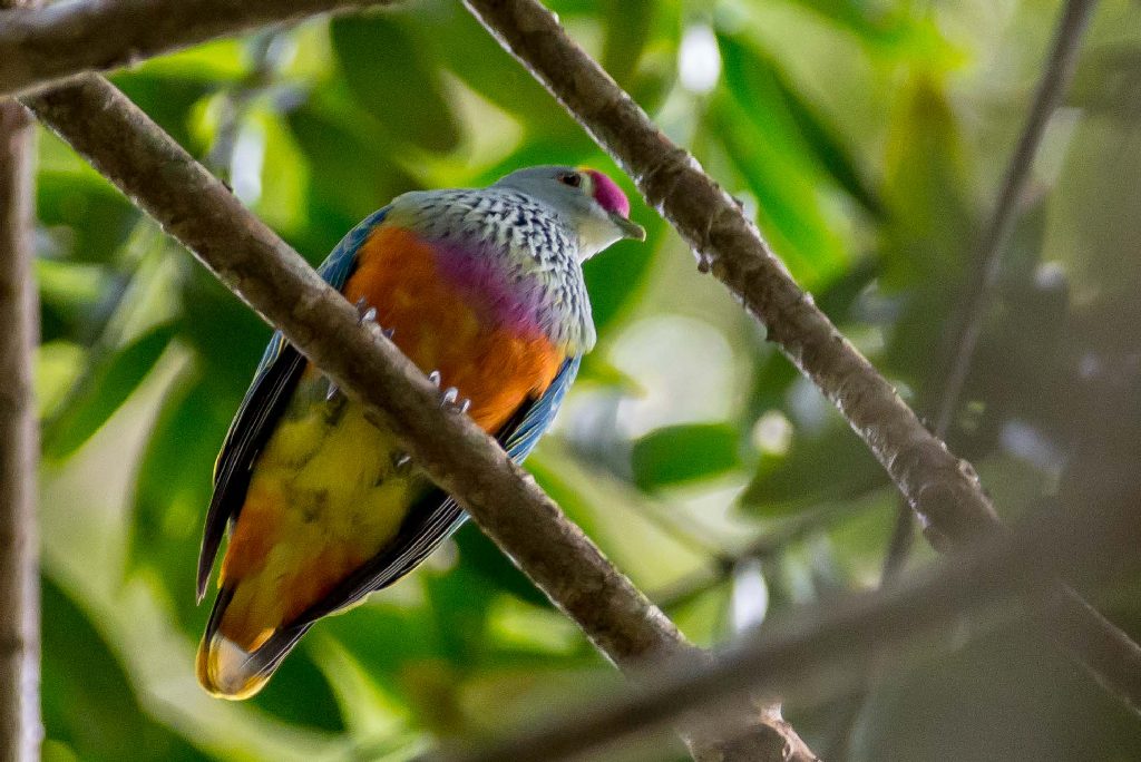 Rose-crowned Fruit-Dove (Image ID 21279)
