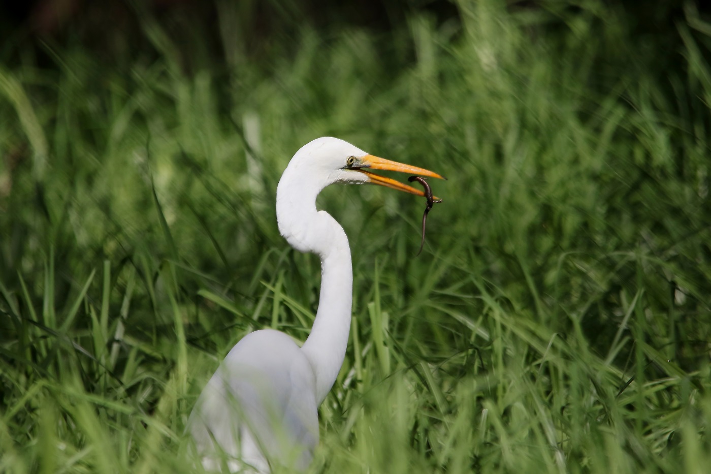 Great Egret (Image ID 21285)