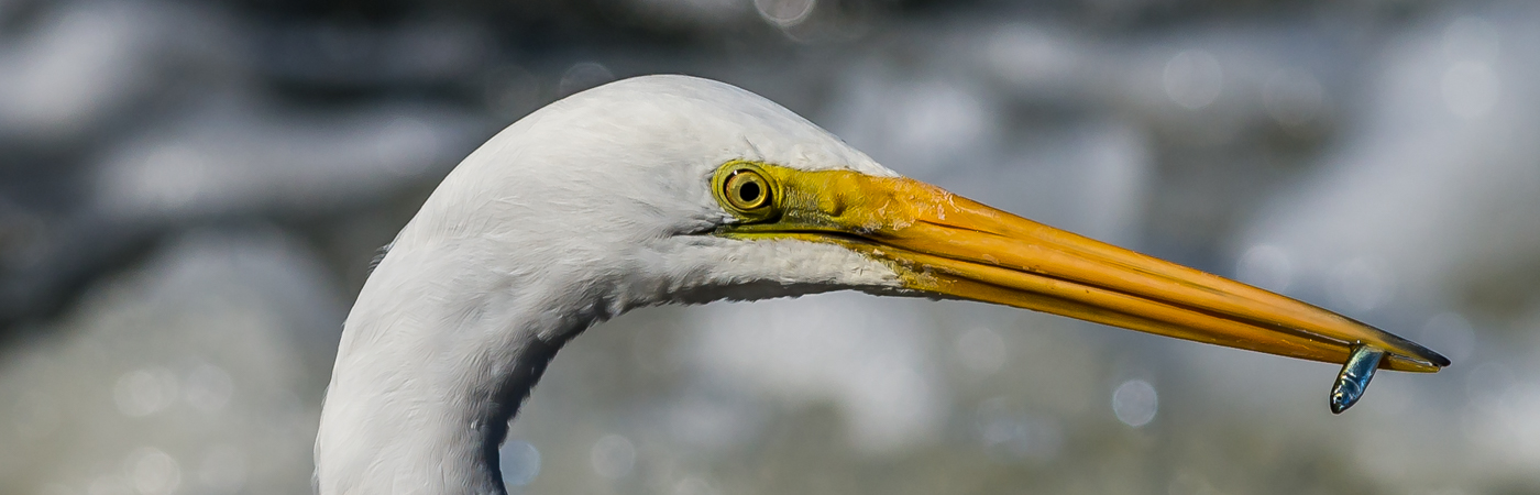 Great Egret (Image ID 21225)