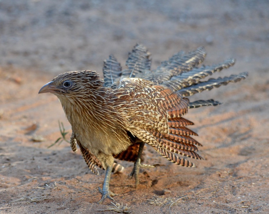 Pheasant Coucal (Image ID 21388)