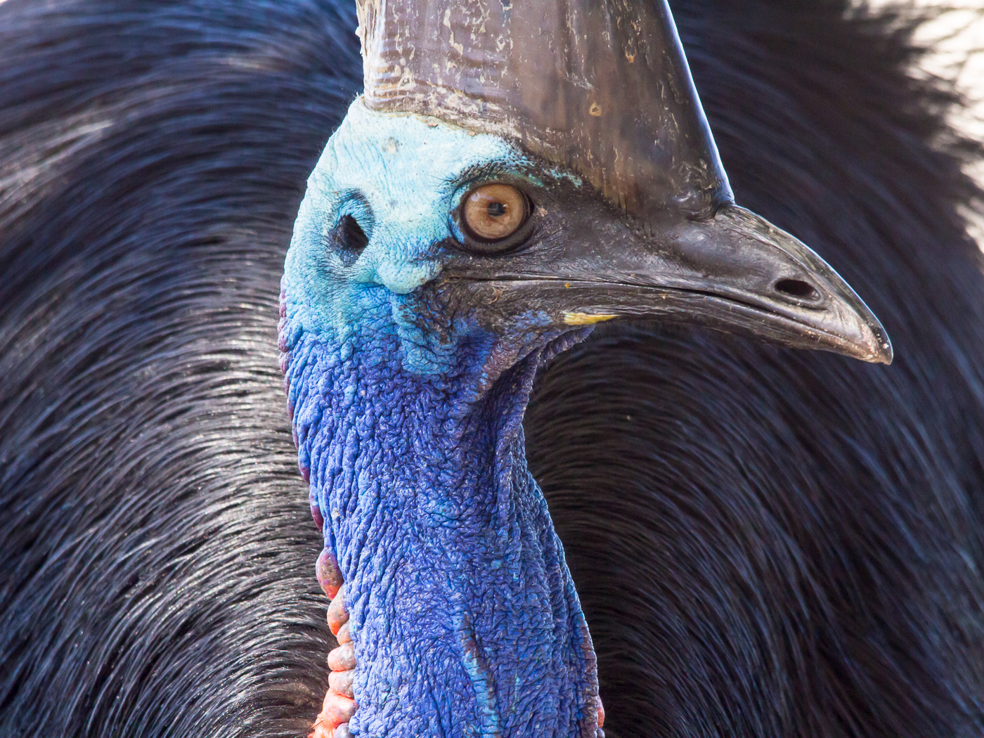 Southern Cassowary (Image ID 21477)
