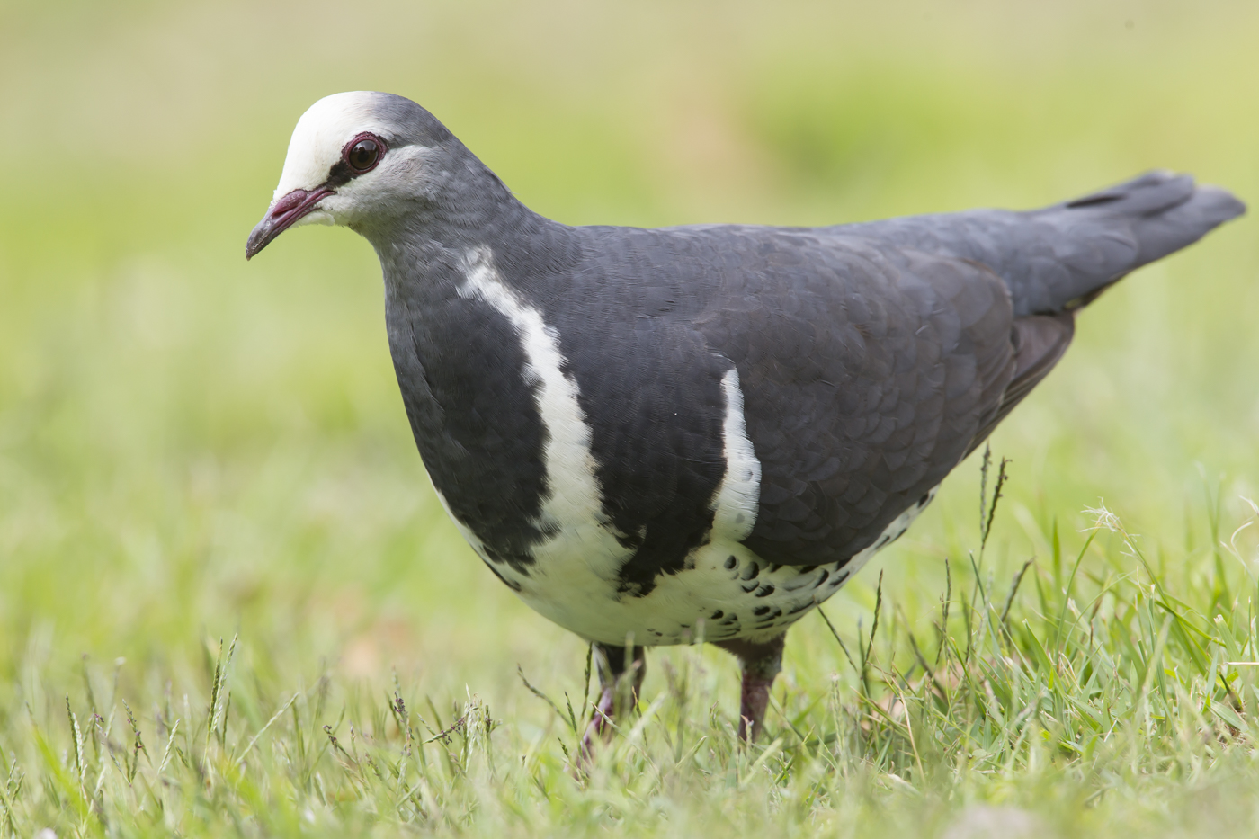 Wonga Pigeon (Image ID 21635)