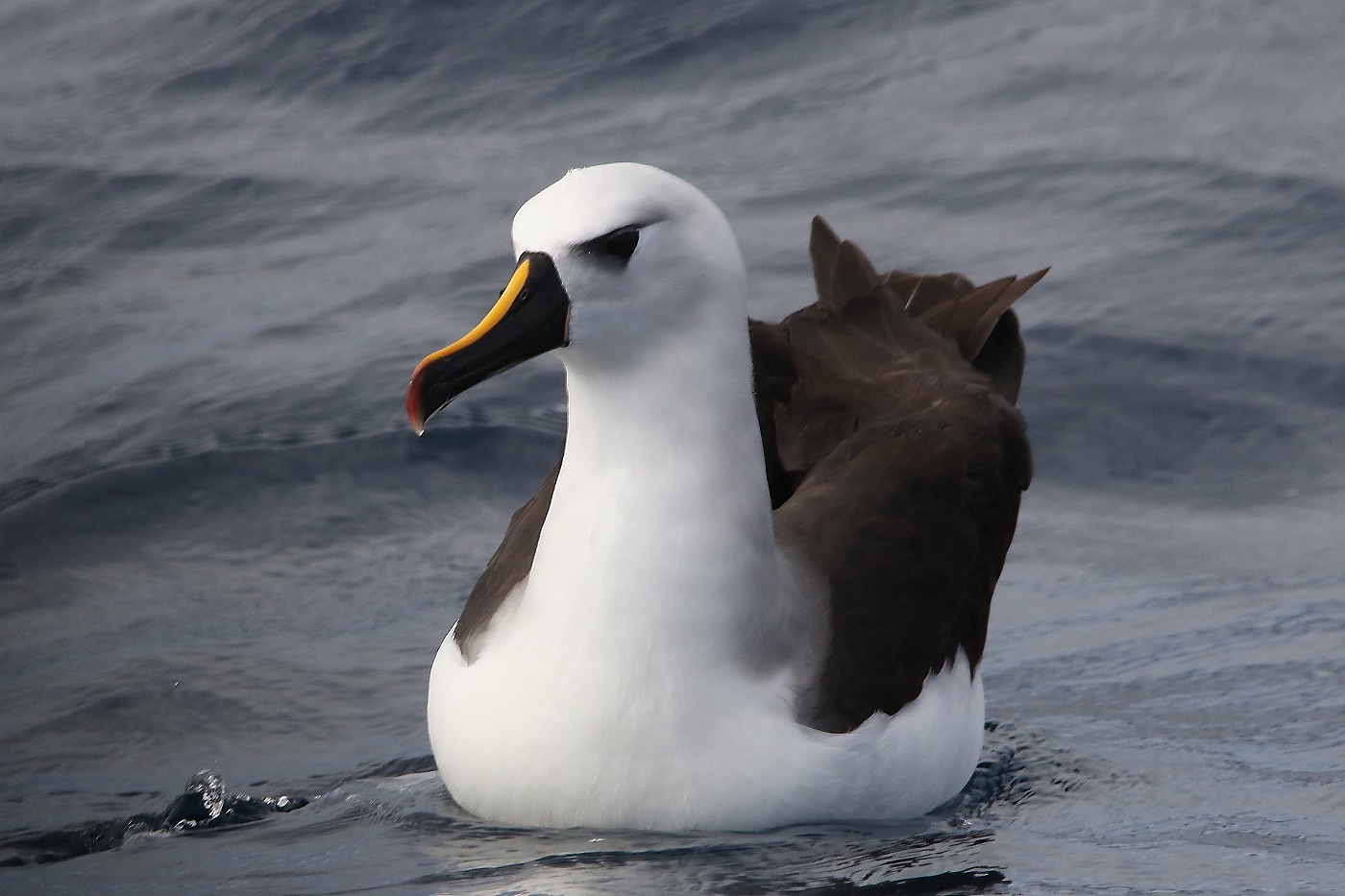 Atlantic Yellow-nosed Albatross (Image ID 21730)