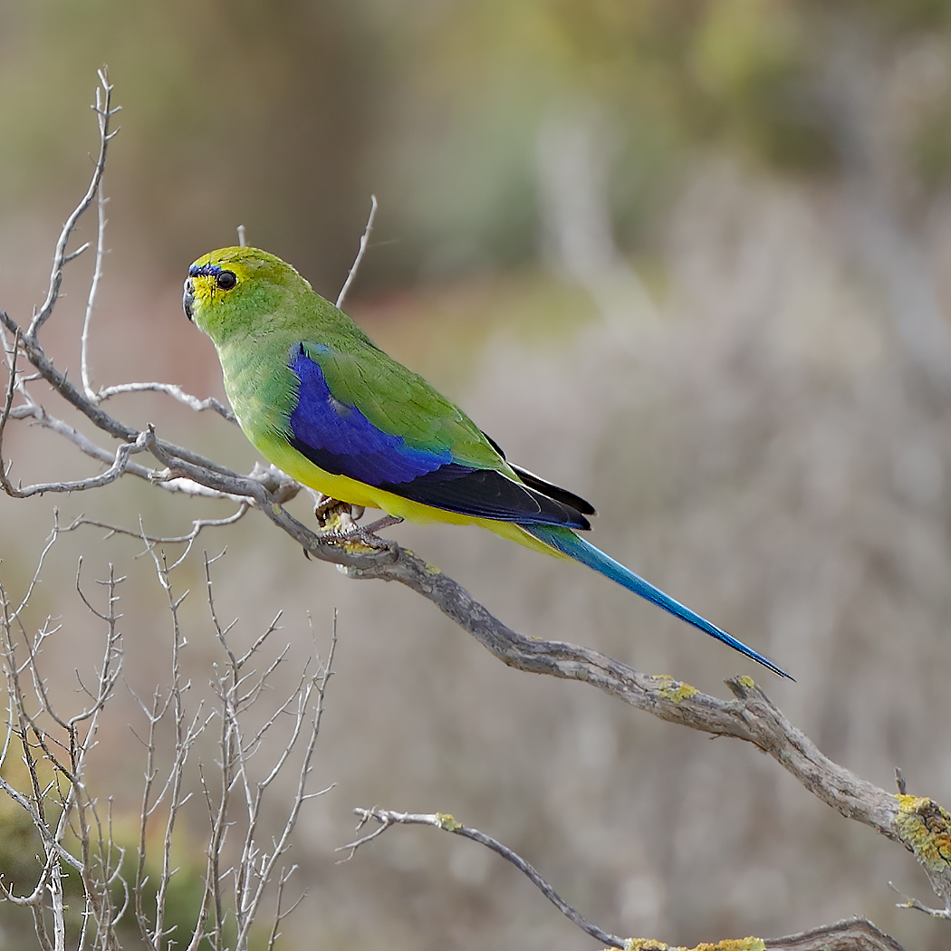 Blue-winged Parrot (Image ID 21681)