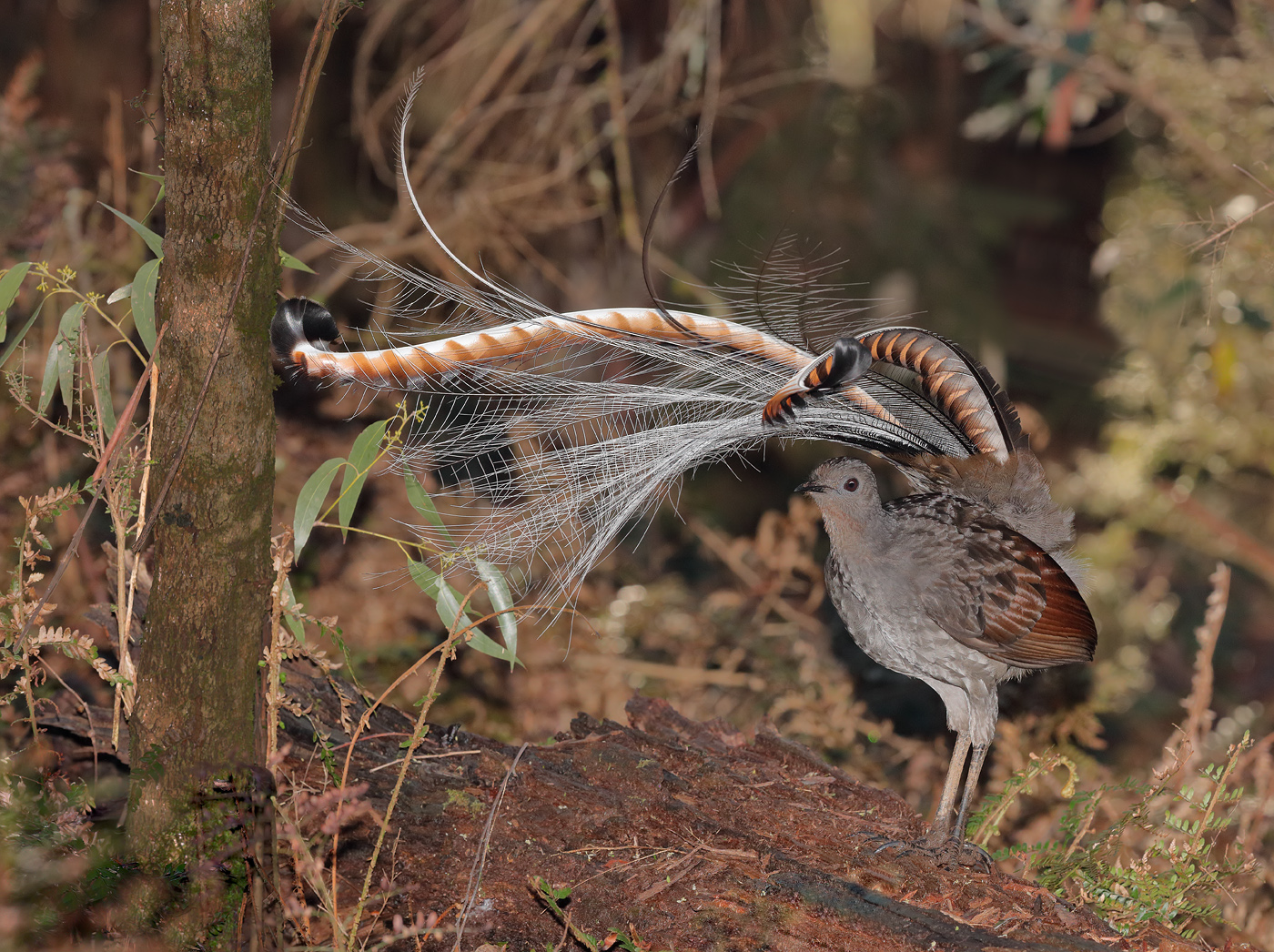 Superb Lyrebird (Image ID 21537)