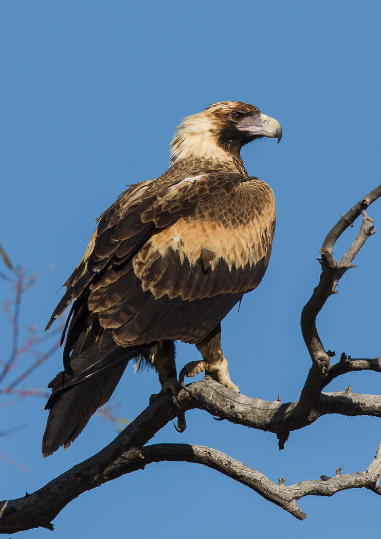 Wedge-tailed Eagle (Image ID 21926)