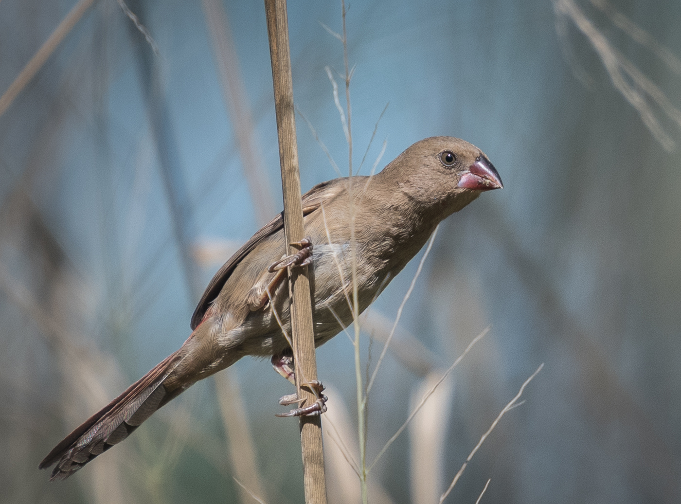Black-bellied Crimson Finch (Image ID 21833)
