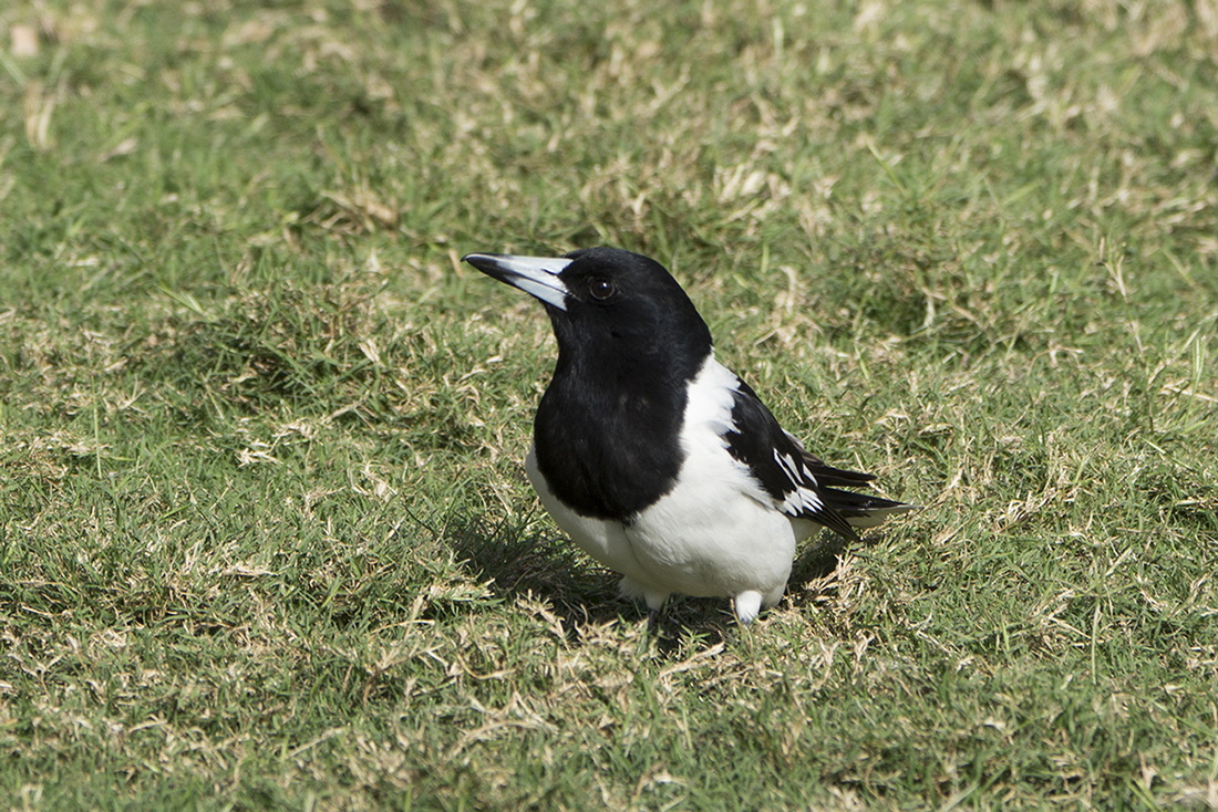Pied Butcherbird (Image ID 21857)