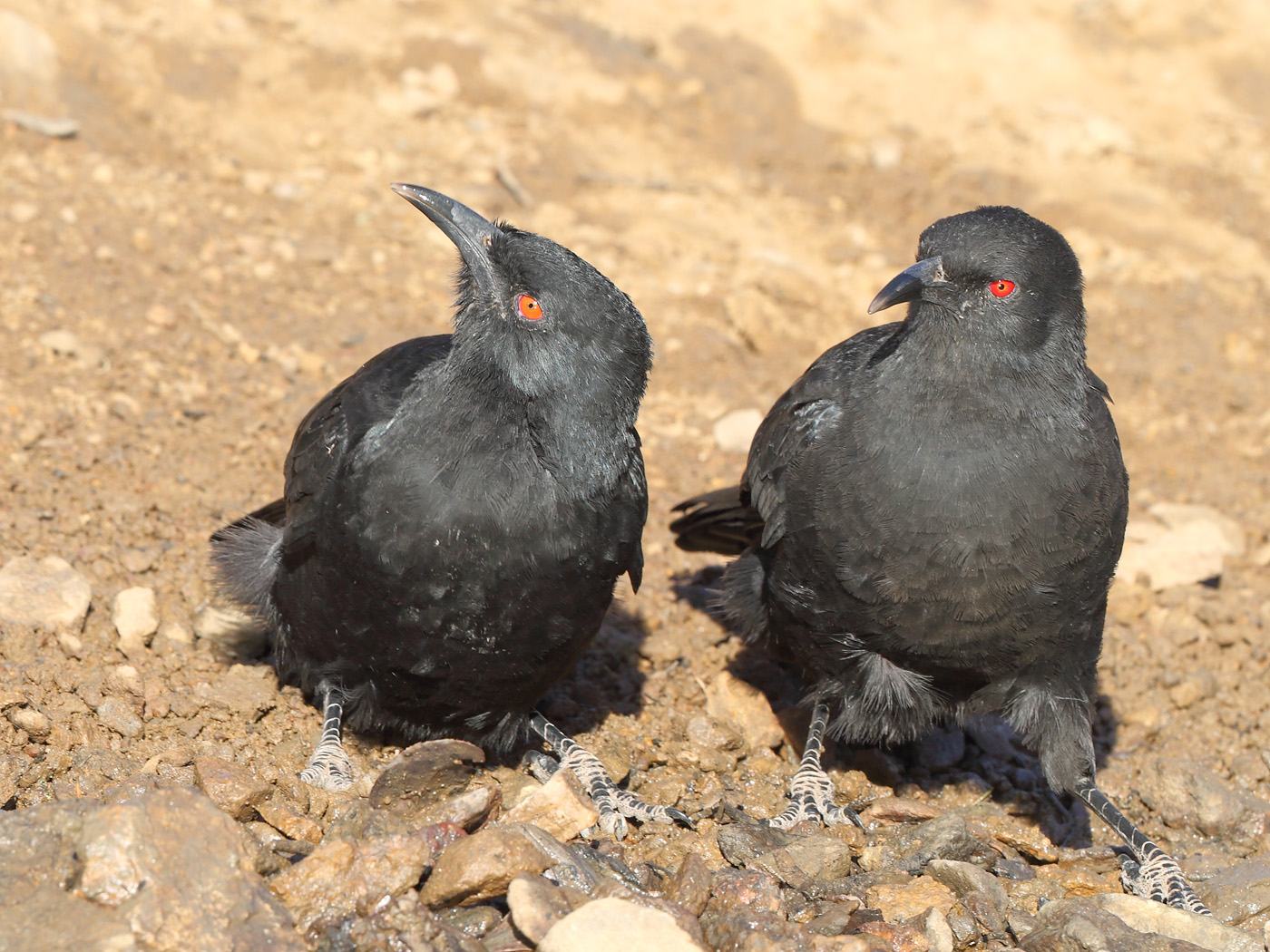 White-winged Chough (Image ID 22275)