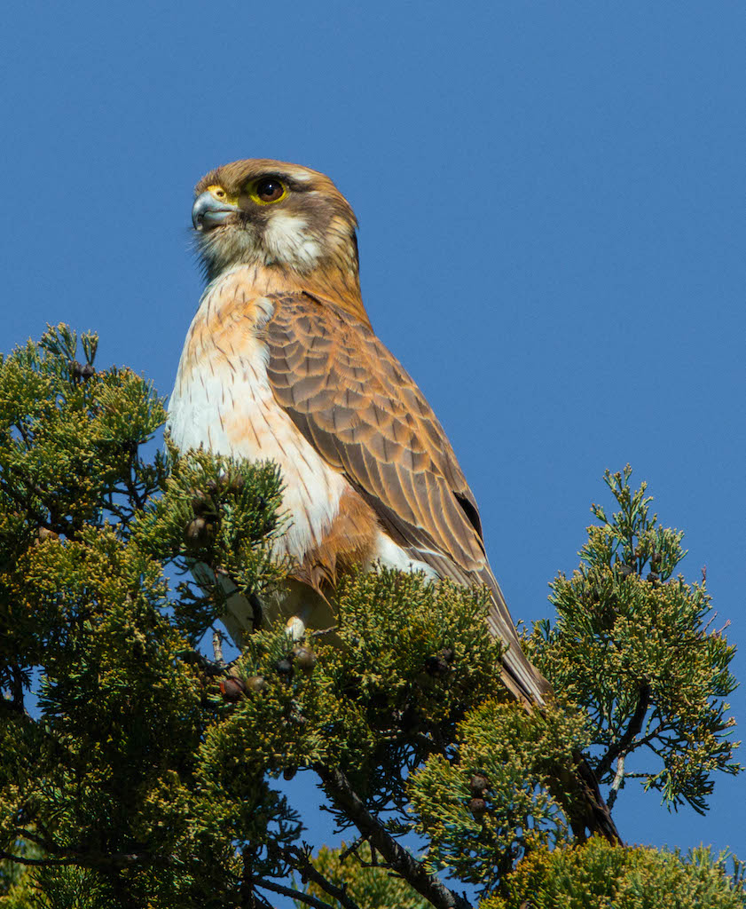 Brown Falcon (Image ID 22093)