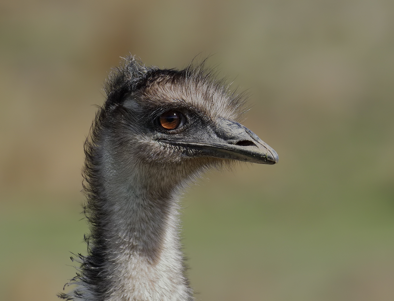 Emu (Image ID 22306)