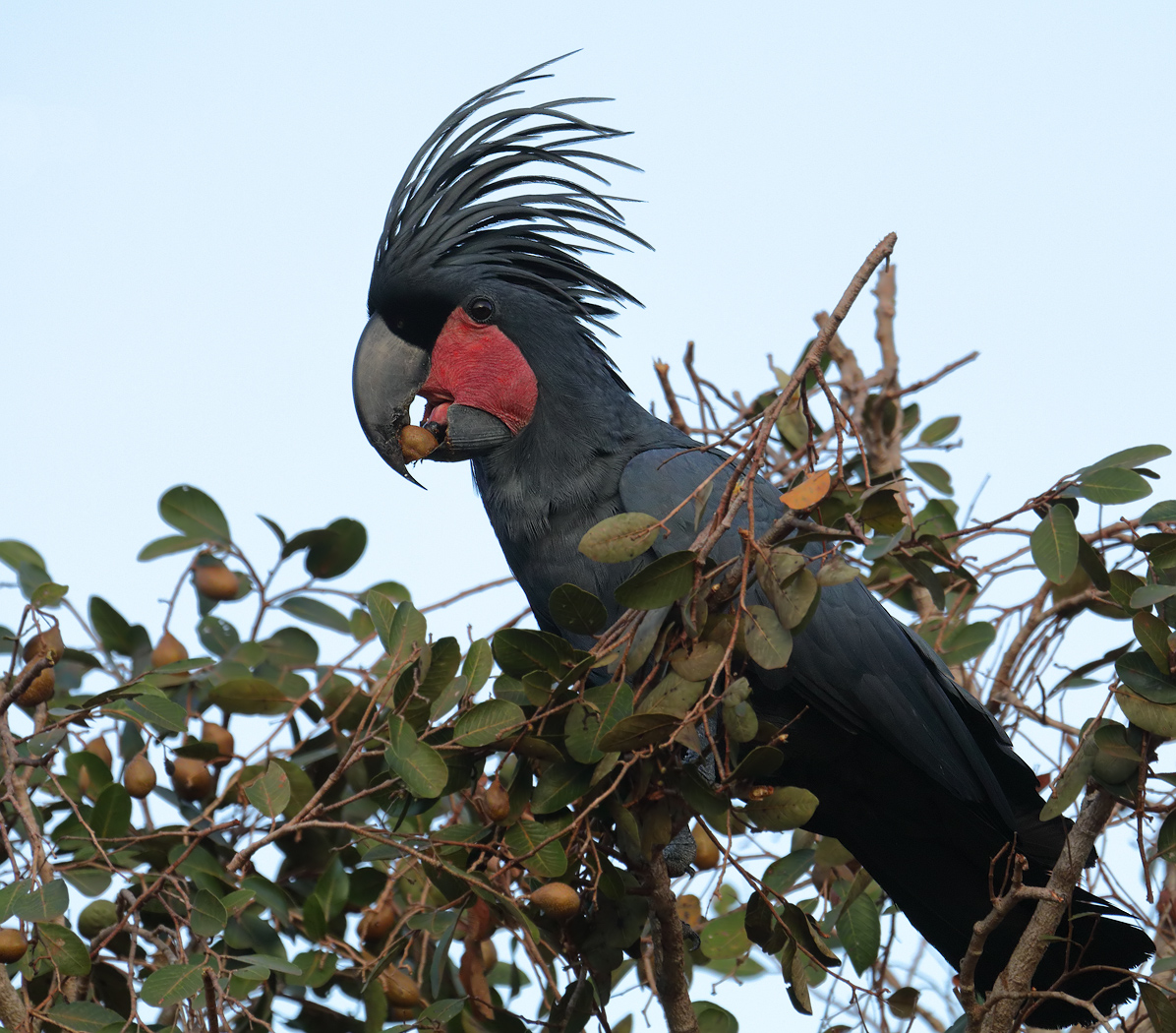 Palm Cockatoo (Image ID 22343)