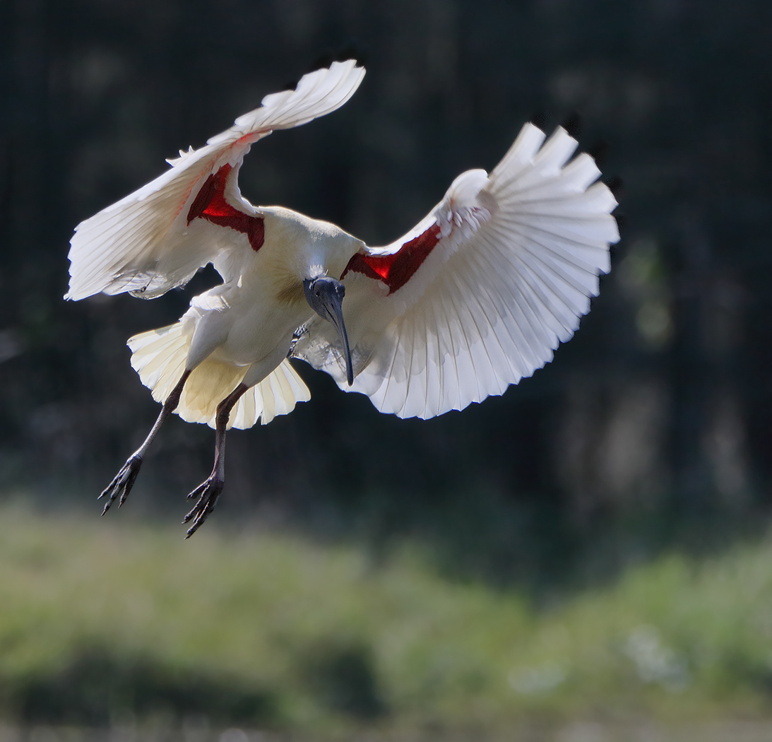 Australian White Ibis (Image ID 22056)