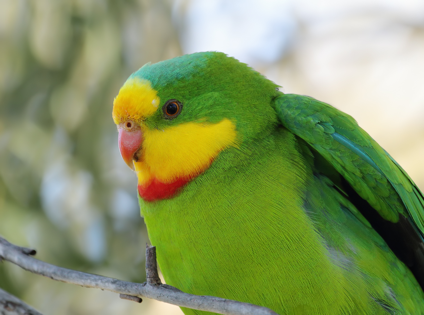 Superb Parrot (Image ID 21872)