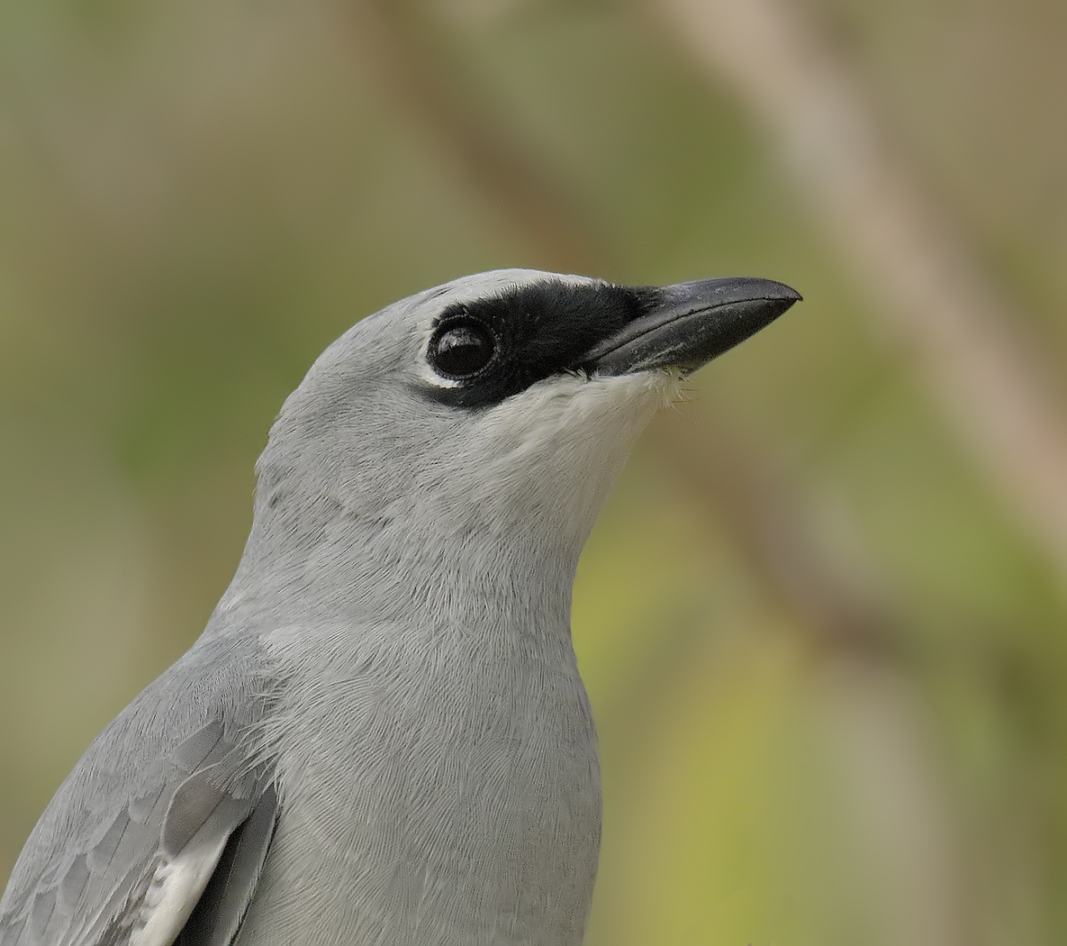 White-bellied Cuckoo-shrike (Image ID 22146)