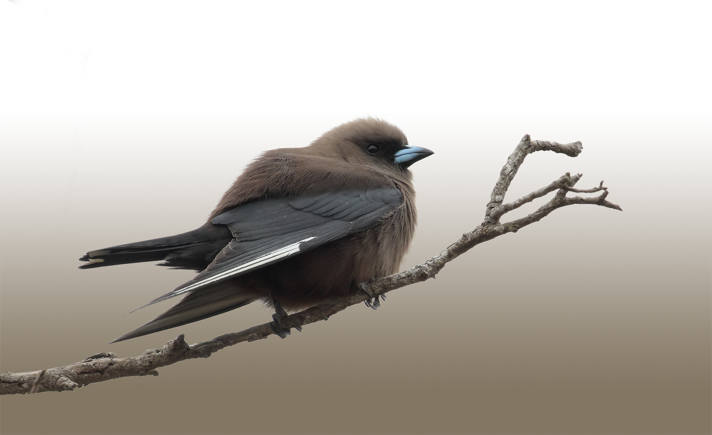 Dusky Woodswallow (Image ID 22244)
