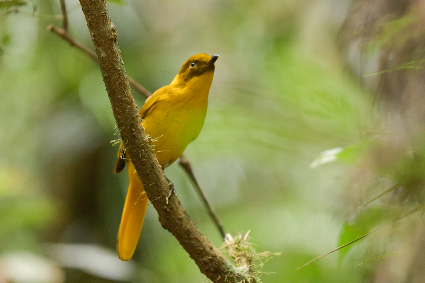 Golden Bowerbird (Image ID 22054)