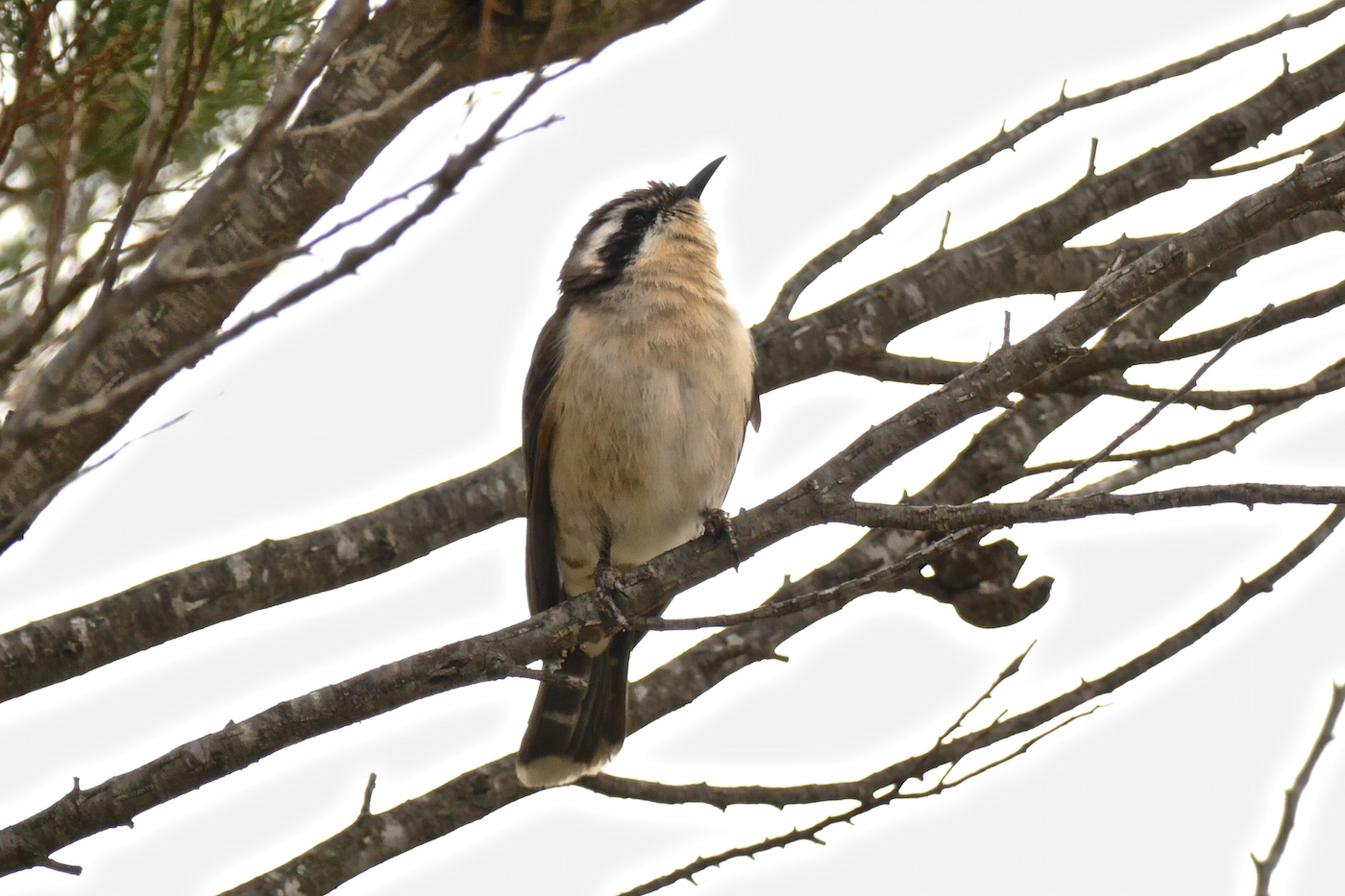 Black-eared Cuckoo (Image ID 21969)