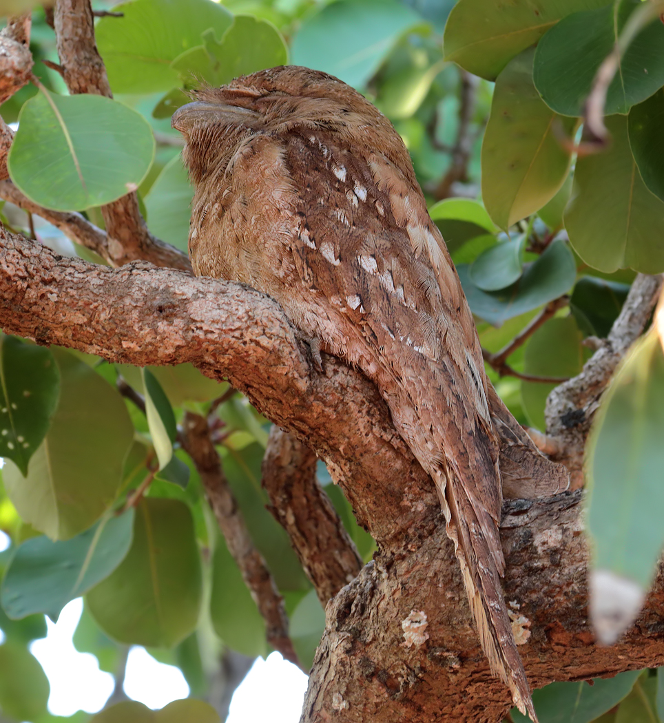 Papuan Frogmouth (Image ID 22063)