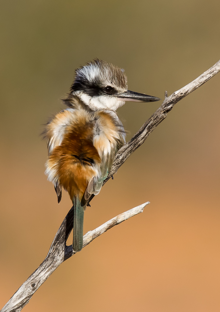 Red-backed Kingfisher (Image ID 21952)