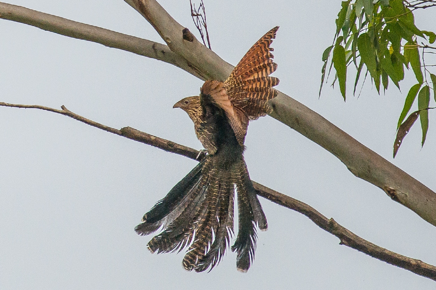 Pheasant Coucal (Image ID 22486)