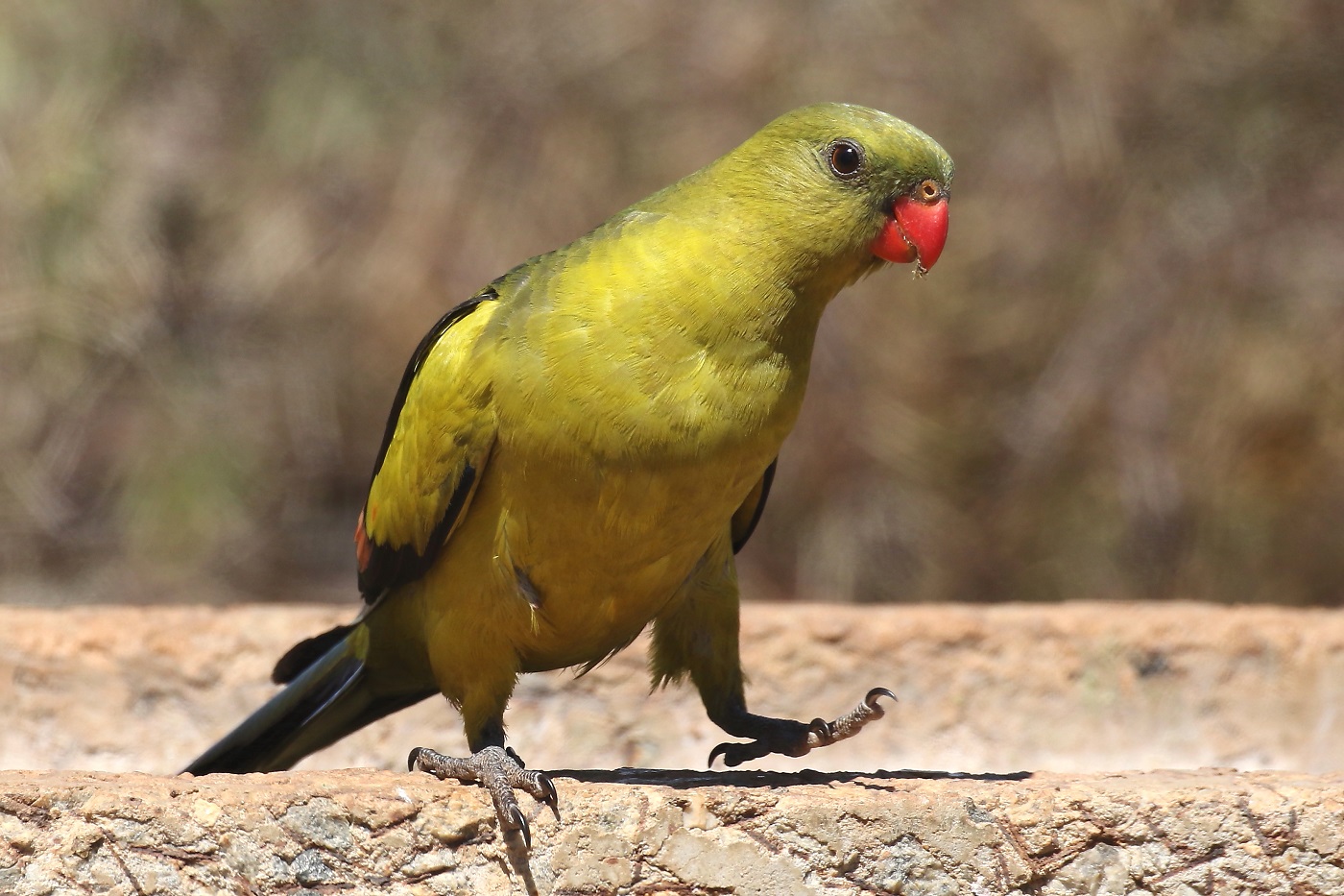 Regent Parrot (Image ID 22546)