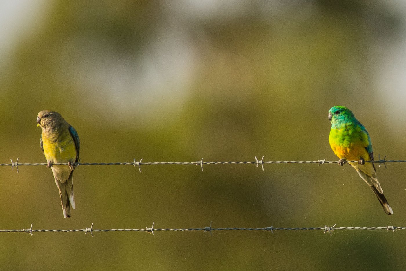 Red-rumped Parrot (Image ID 22446)