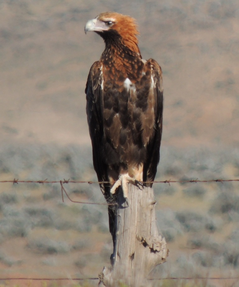 Wedge-tailed Eagle (Image ID 22549)