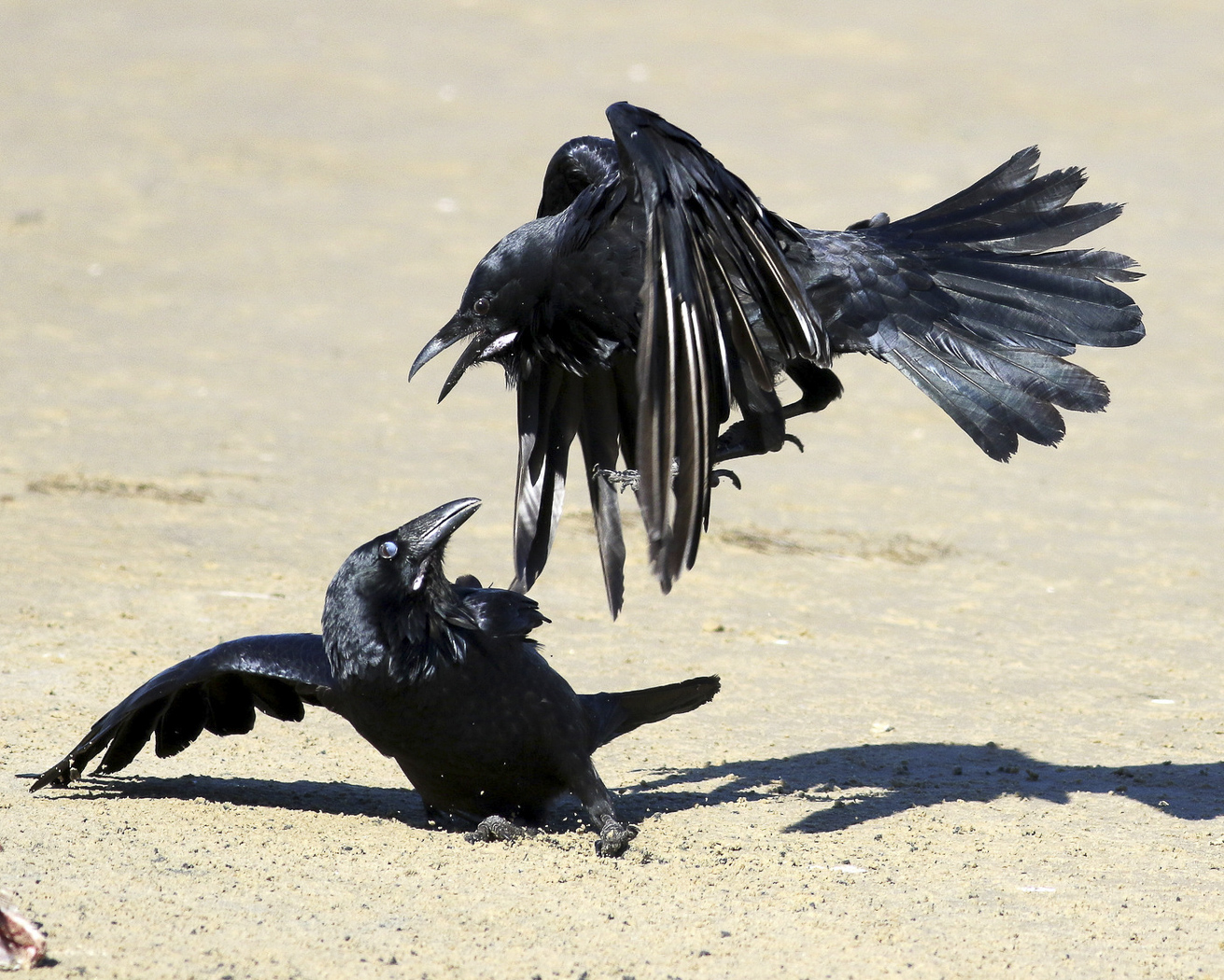 Australian Raven (Image ID 22386)