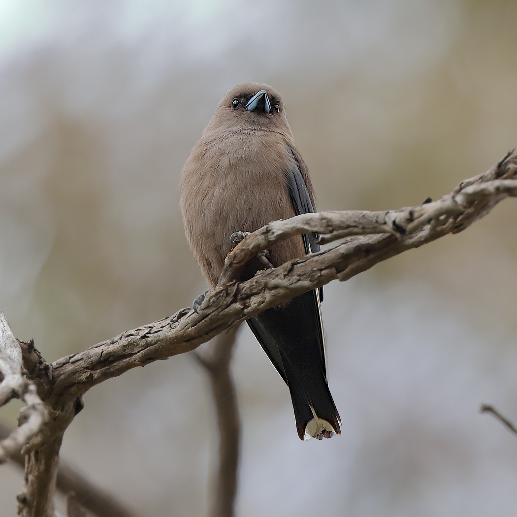 Dusky Woodswallow (Image ID 22441)