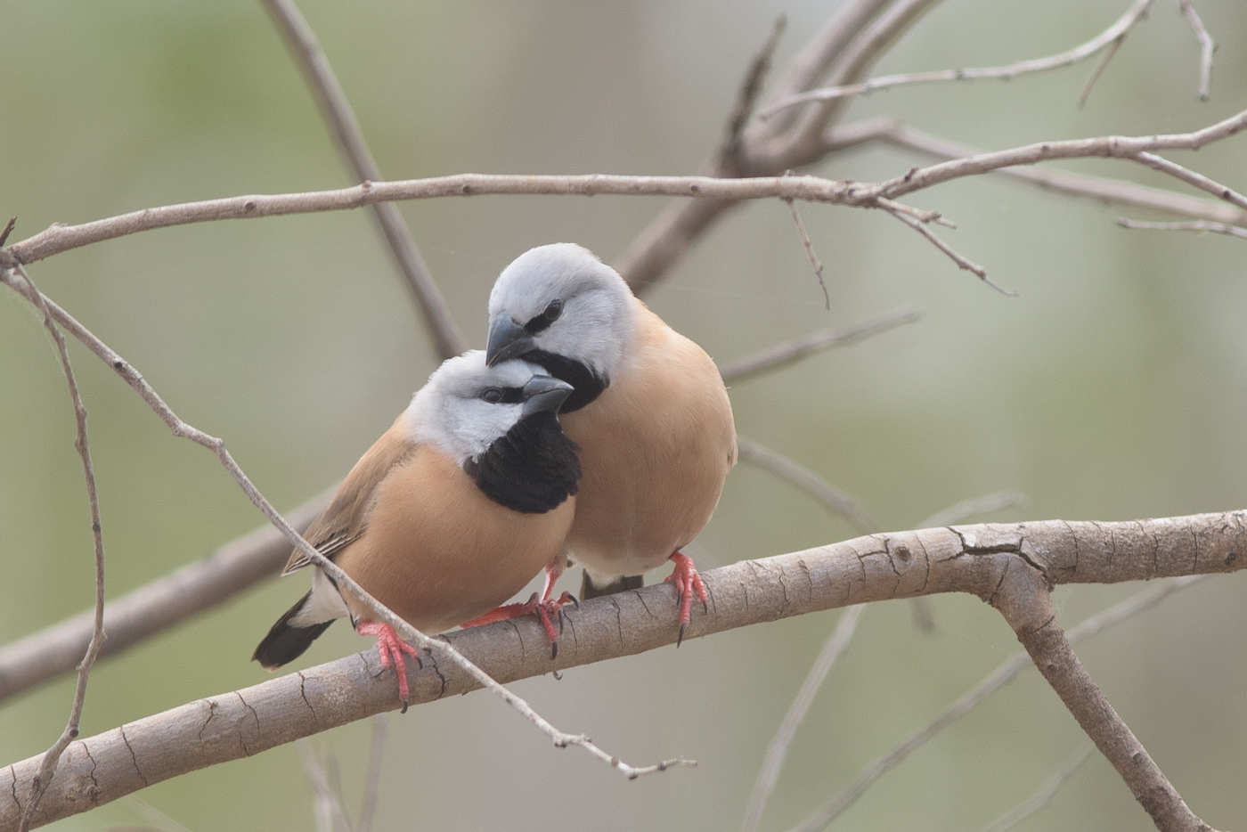 Black-throated Finch (Image ID 22654)
