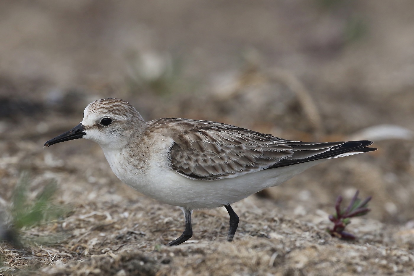 Red-necked Stint (Image ID 22722)