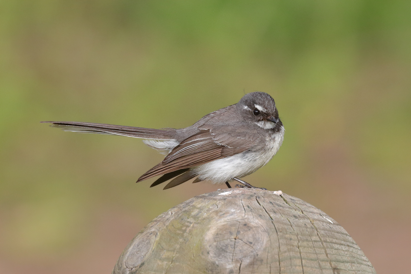 Grey Fantail (Image ID 22672)