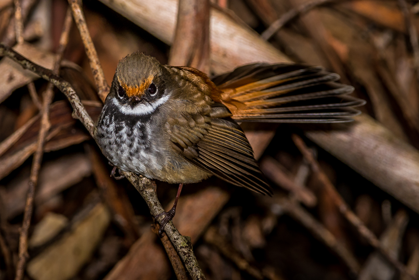 Rufous Fantail (Image ID 22626)