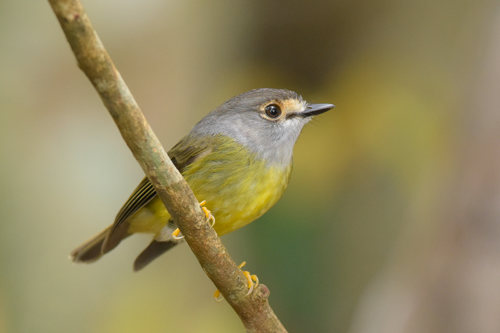 Pale-yellow Robin (Image ID 22431)