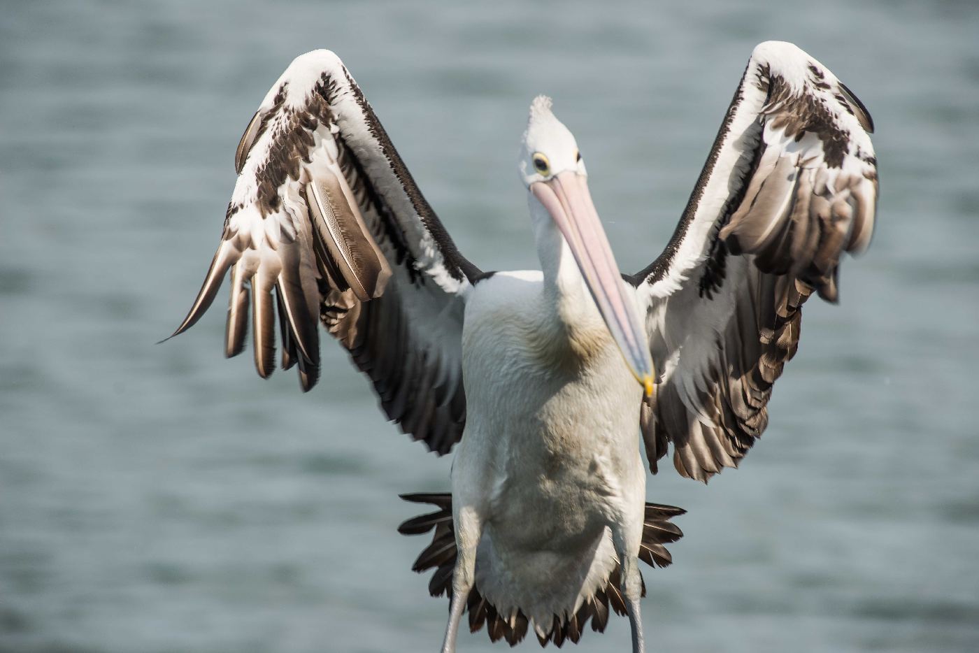 Australian Pelican (Image ID 22448)