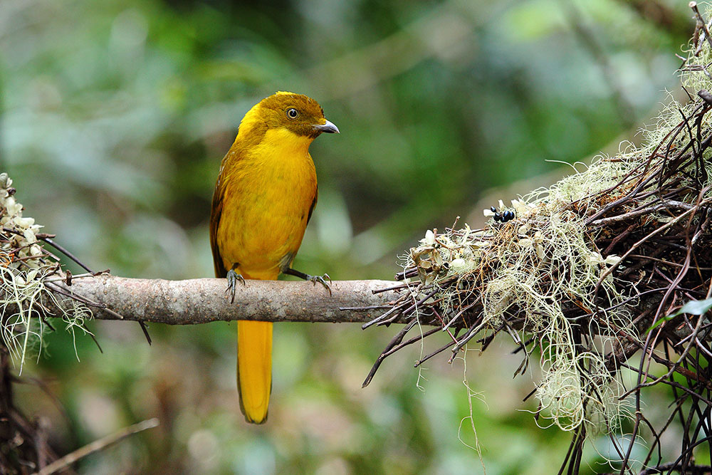 Golden Bowerbird (Image ID 22708)