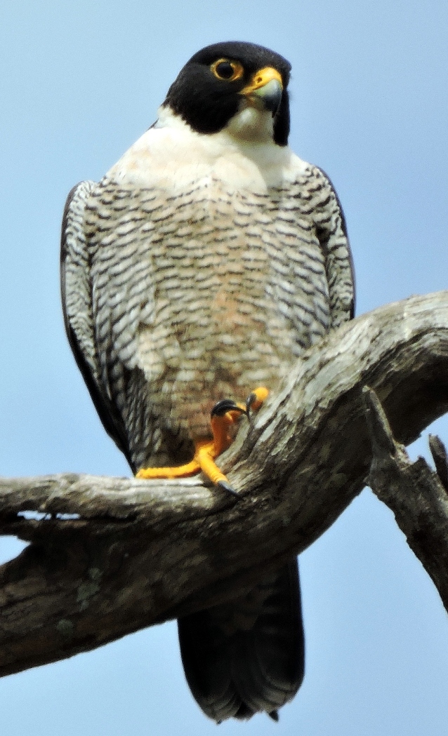 Peregrine Falcon (Image ID 22536)