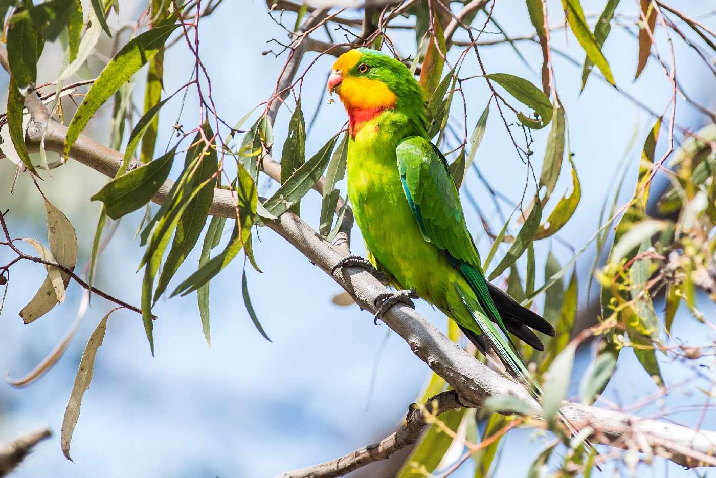 Superb Parrot (Image ID 22449)