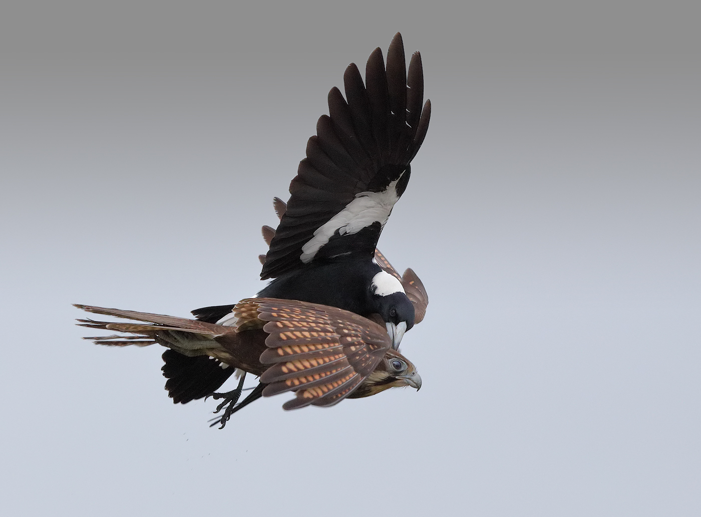 Brown Falcon,Australian Magpie (Image ID 22481)