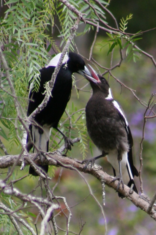 Australian Magpie (Image ID 22730)