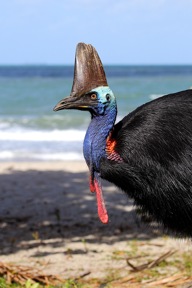 Southern Cassowary (Image ID 22650)