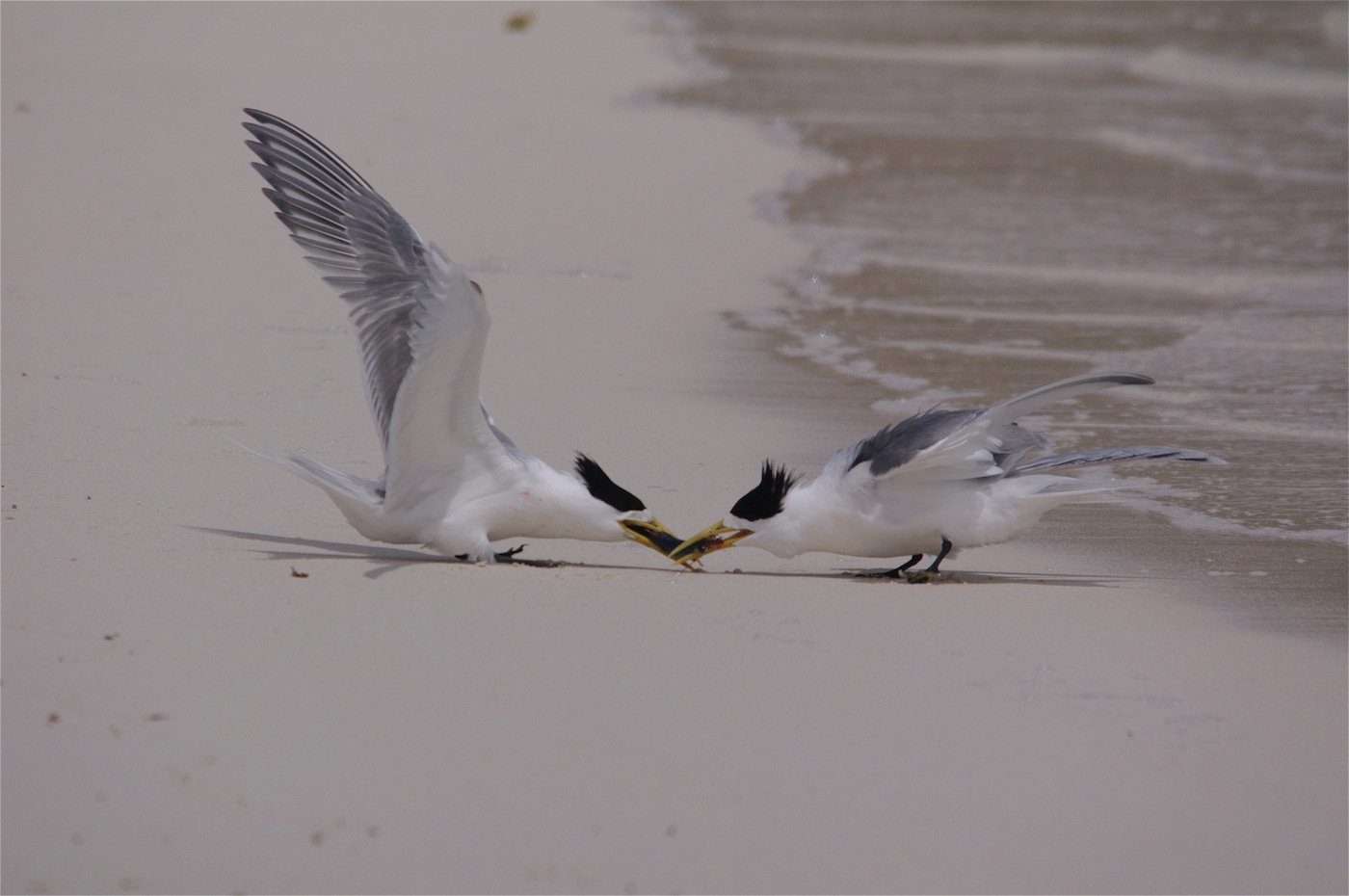 Greater Crested Tern (Image ID 22719)