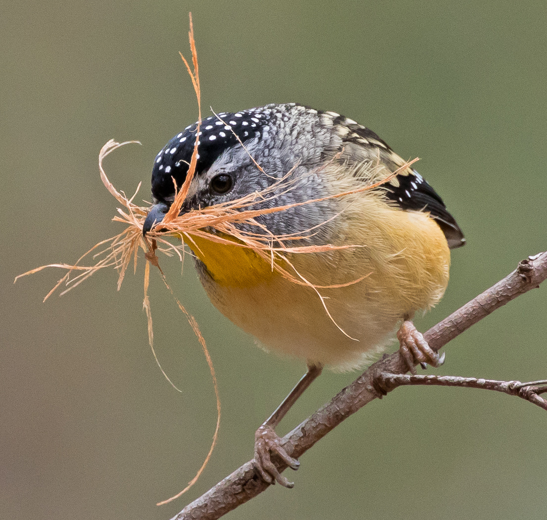 Spotted Pardalote (Image ID 22677)