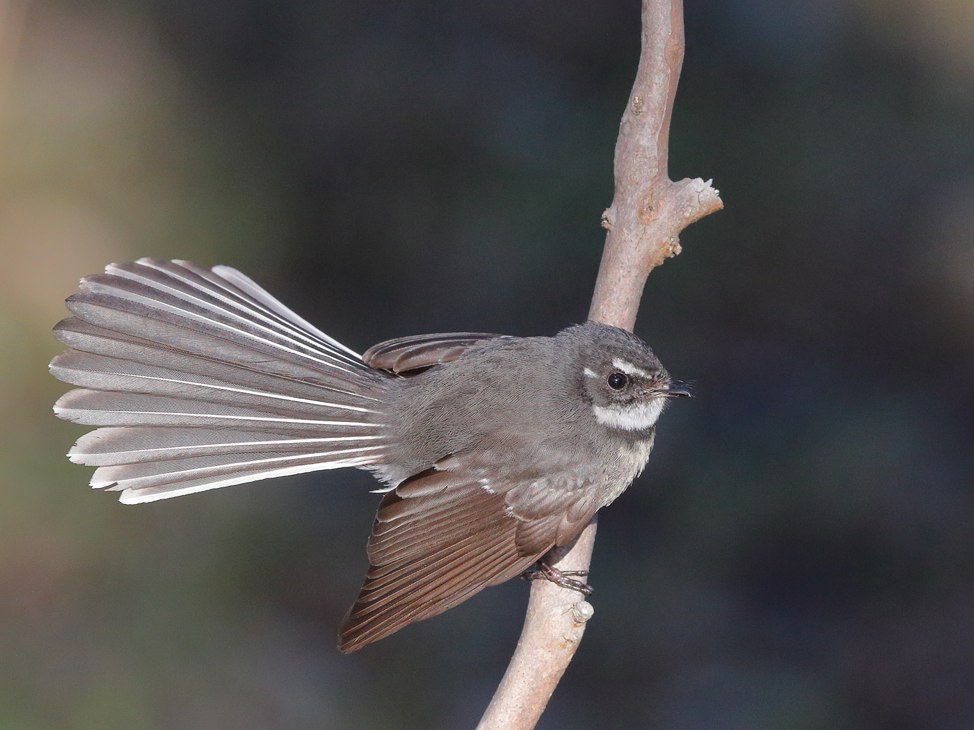 Grey Fantail (Image ID 22498)