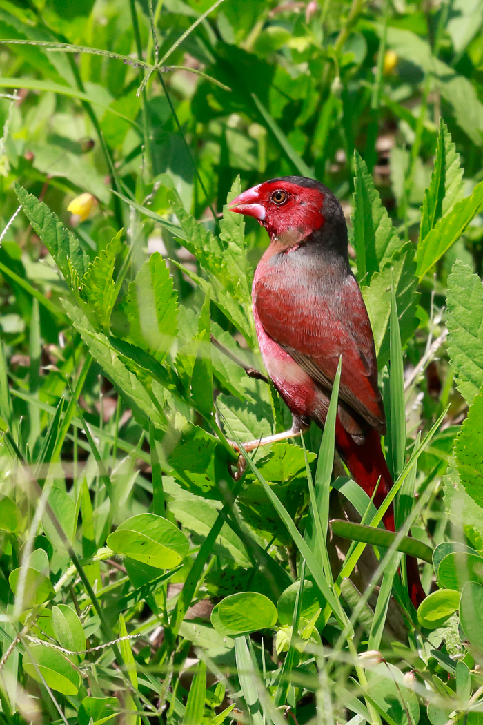 Black-bellied Crimson Finch (Image ID 22685)